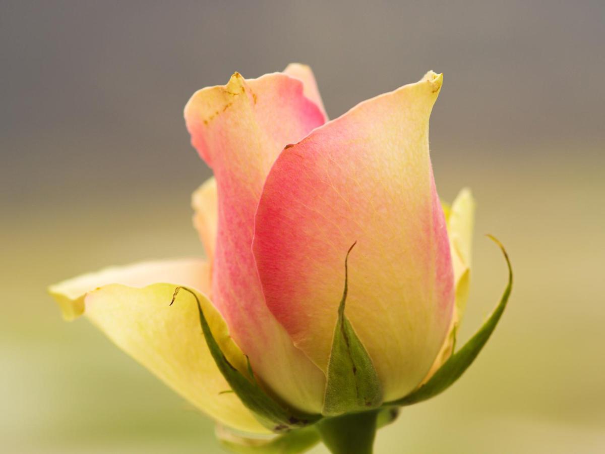 Herberge Zur Rose Brotterode Esterno foto